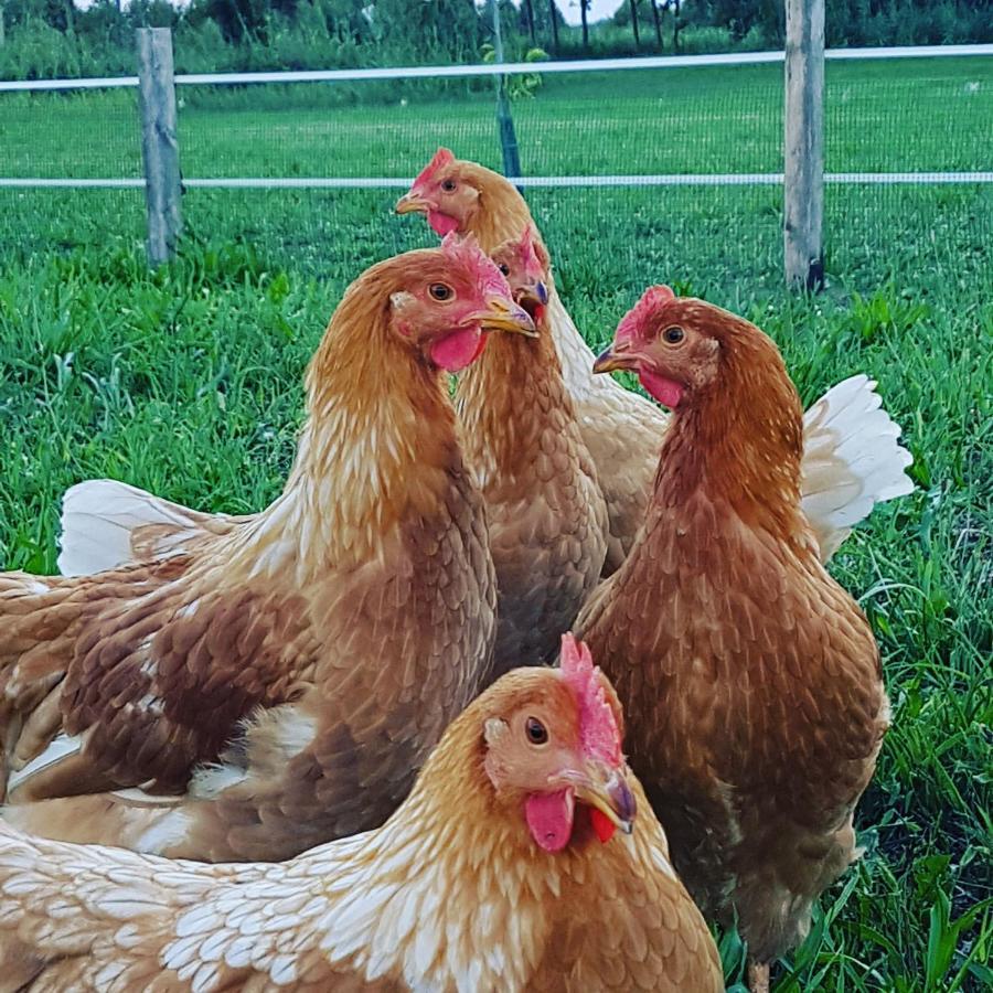 Corte Malpensata Bigarello 외부 사진